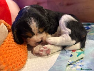 Beaglier dogs Beautiful Girl Puppies Looking for Loving Homes - Advert 5