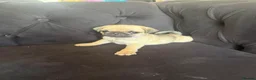 Pug dogs for sale: Pug Puppies - Advert 27