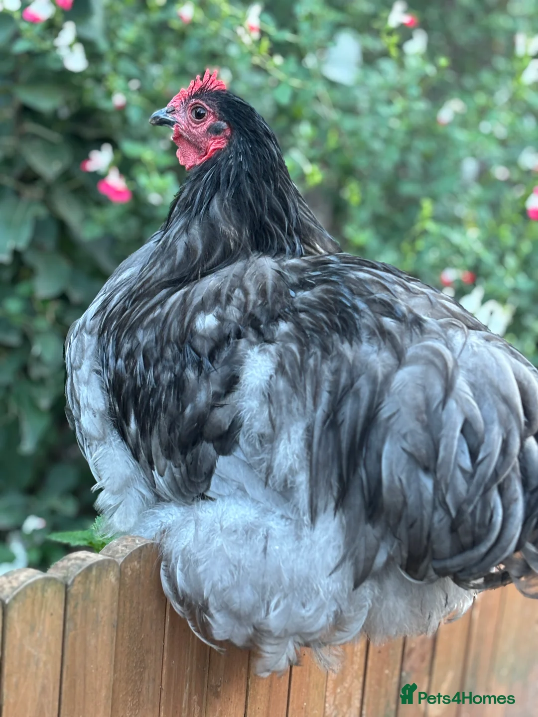 Chickens poultry for sale: Cockerel needing new home - Advert 3