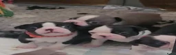 Boston Terrier dogs for sale: Beautiful Boston Babies looking for forever family - Advert 15