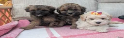 Shihpoo dogs for sale: ⭐ Toy Shihpoo Puppies ⭐ - Advert 1