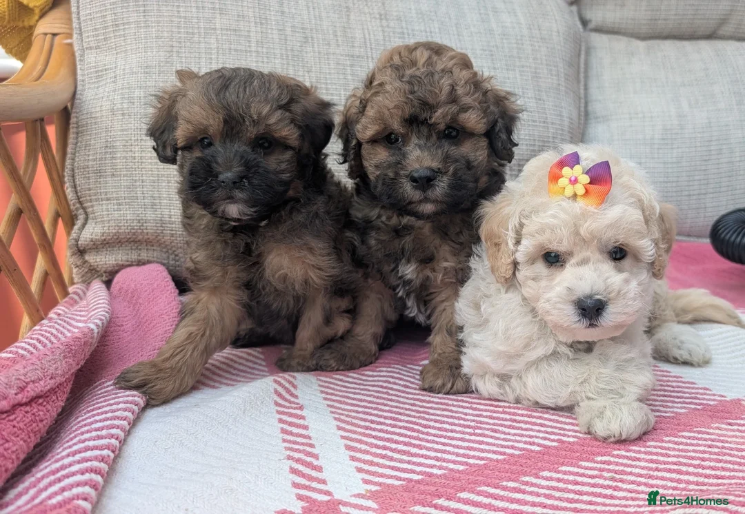 Shihpoo dogs for sale: ⭐ Toy Shihpoo Puppies ⭐ - Advert 1