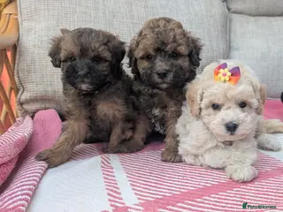 Shihpoo dogs ⭐ Toy Shihpoo Puppies ⭐ - Advert 11
