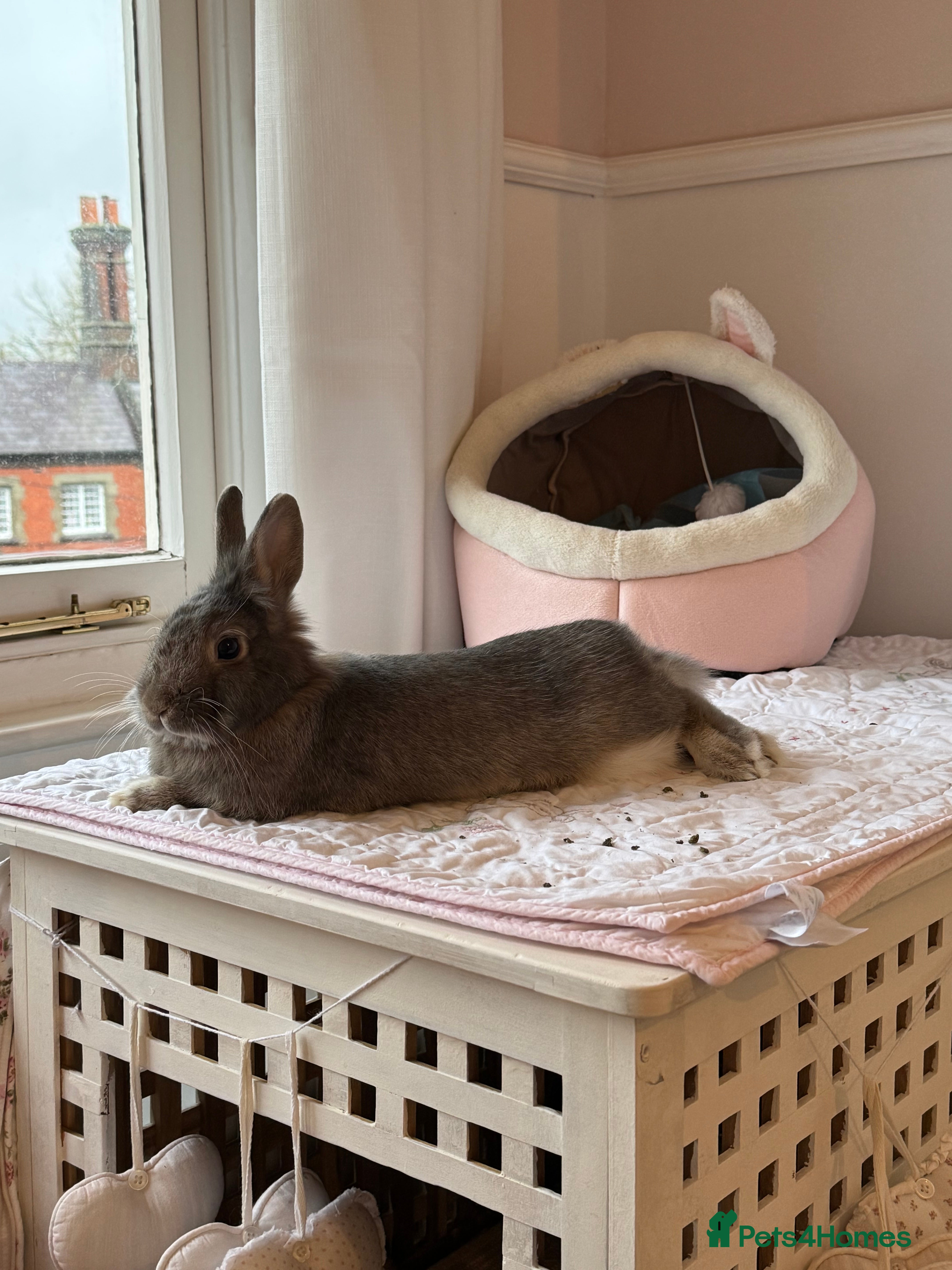 Netherland Dwarf rabbits Loving home for Pecan 🤍🐰 - Advert 1