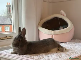 Netherland Dwarf rabbits Loving home for Pecan 🤍🐰 - Advert 1