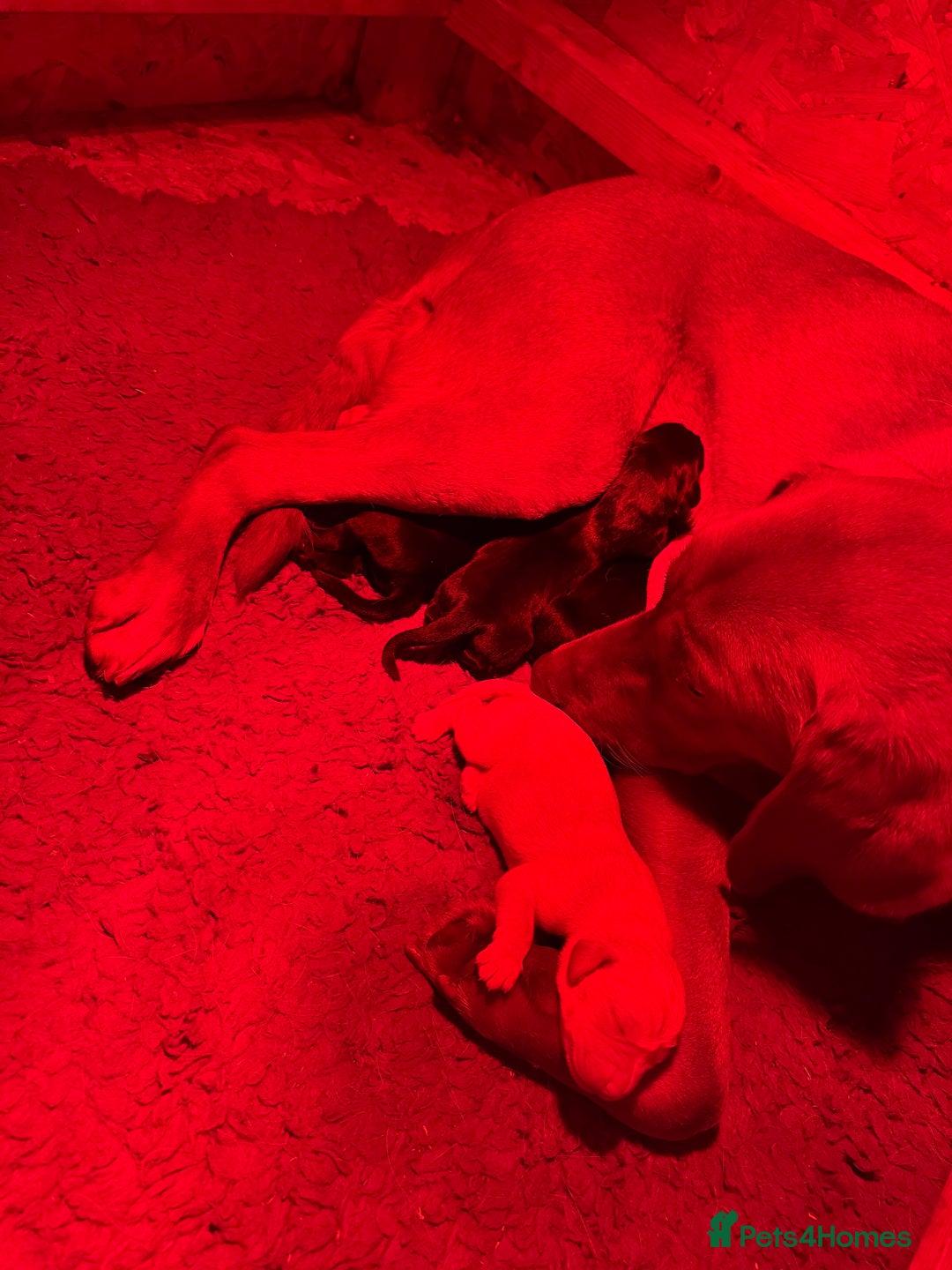 Labrador Retriever dogs for sale: Kc Labrador pups  - Advert 10