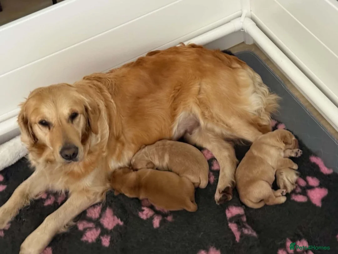 Golden Retriever dogs for sale: Beautiful Golden Retriever puppies for good homes  in Workington - Advert 2