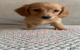 Miniature Dachshund dogs for sale: 1 boy 1 girl long haired ** - Image 16