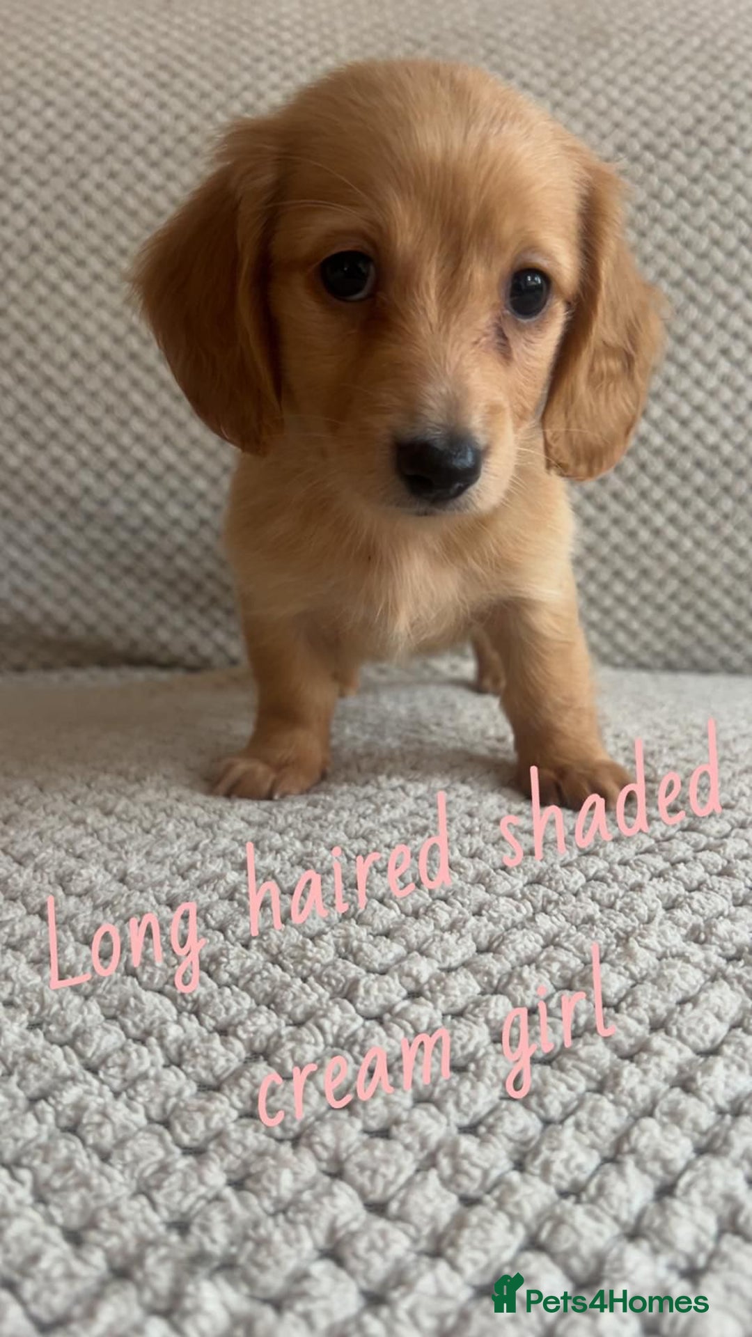 Miniature Dachshund dogs for sale: 1 boy 1 girl long haired ** - Image 16
