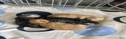 Mixed Breed cats for sale: 4 beautiful kittens  in Loughborough - Advert 4