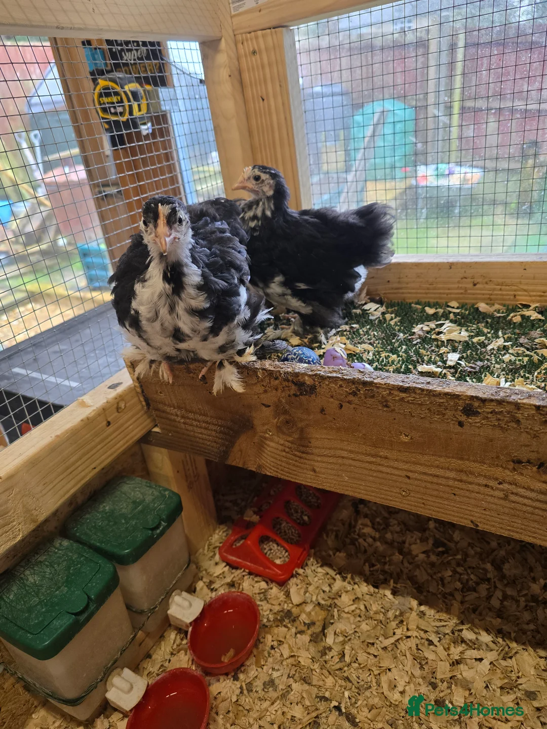 Chickens poultry for sale: PEKINS BANTAMS & QUAIL CELADON pullets & young - Advert 4