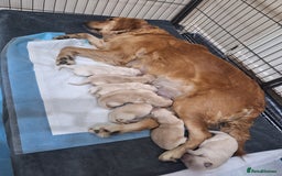 Golden Retriever dogs for sale: 7 beautiful Golden Retriever puppies  - Advert 7