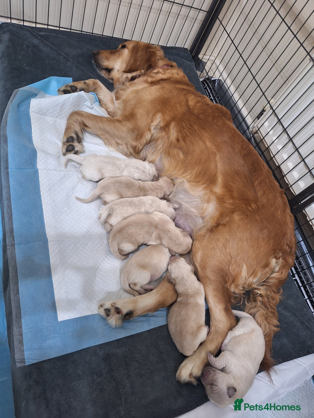 Golden Retriever dogs for sale: 7 beautiful Golden Retriever puppies  - Advert 7