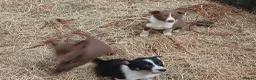 Border Collie dogs for sale: Farm collie puppies  - Advert 7
