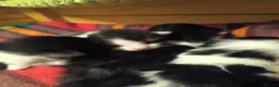 Mixed Breed cats for sale: Kittens for sale  in Peterborough - Advert 13