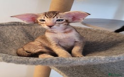 Oriental cats for sale: Oriental Shorthair kittens  - Image 3