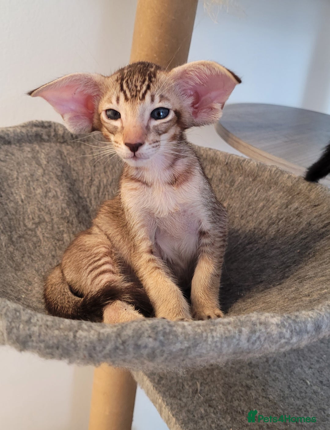 Oriental cats for sale: Oriental Shorthair kittens  - Image 3