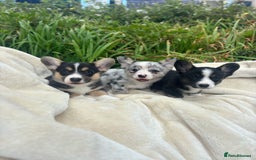 Welsh Corgi Cardigan dogs for sale: ⭐️Beautiful Cardiganshire Corgi Pups⭐️*1 LEFT* - Image 16