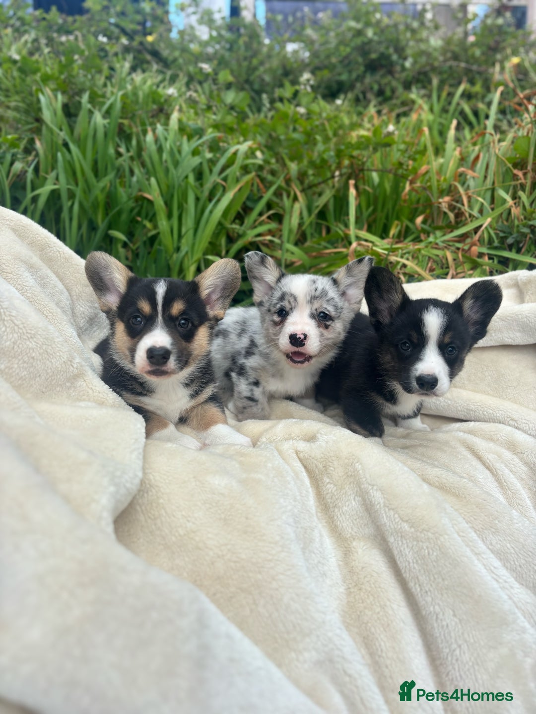 Welsh Corgi Cardigan dogs for sale: ⭐️Beautiful Cardiganshire Corgi Pups⭐️*1 LEFT* - Image 16