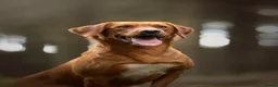 Labrador Retriever dogs for sale: KC Labrador Puppies Licenced Breeder - Advert 3