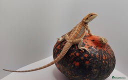Bearded Dragon reptiles for sale: Bearded dragons hypo blue bar het trans  - Image 8