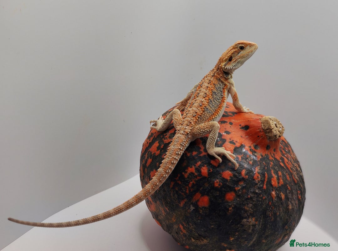 Bearded Dragon reptiles for sale: Bearded dragons hypo blue bar het trans  - Image 8