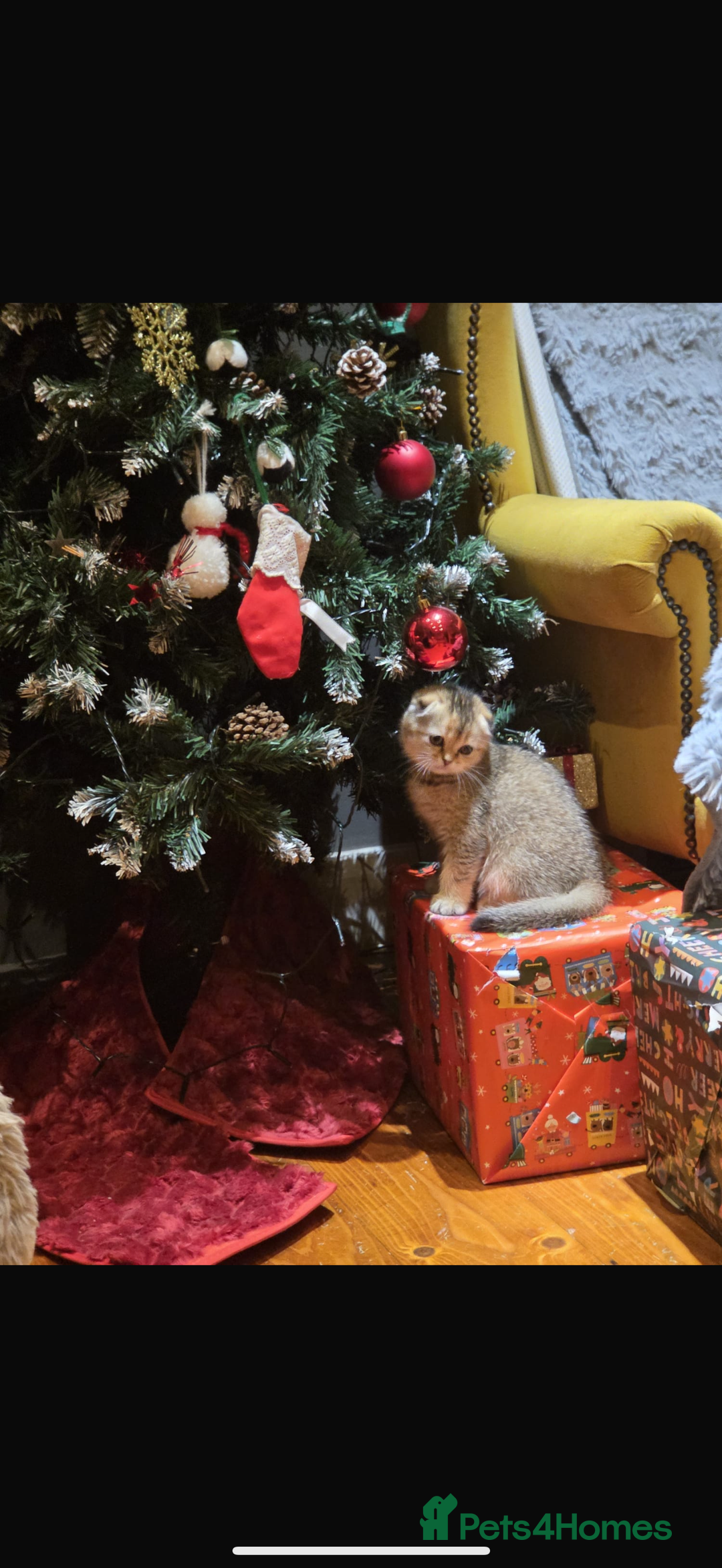 British Shorthair cats for sale: British fold  - Advert 3