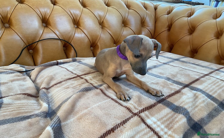Italian Greyhound dogs - Advert 4