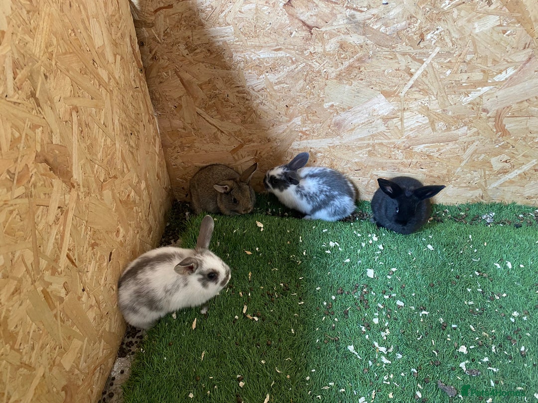 Rex rabbits for sale: Rex rabbits  - Image 1
