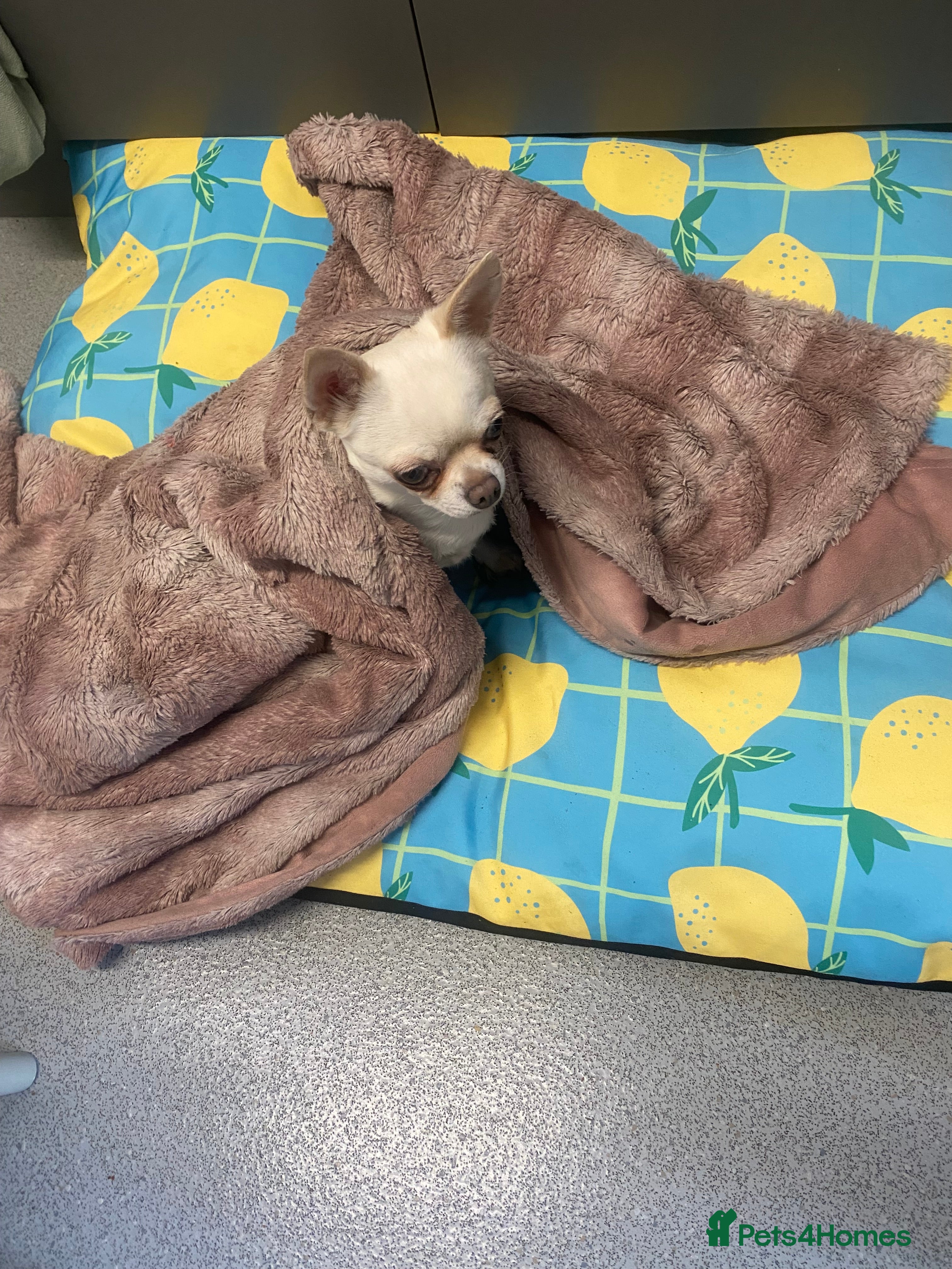 Chihuahua dogs Female chihuahua - Advert 1