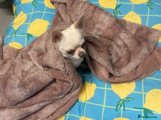 Chihuahua dogs Female chihuahua - Advert 1