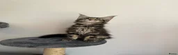 Maine Coon cats for sale: Female Maine coon in Bilston - Advert 6