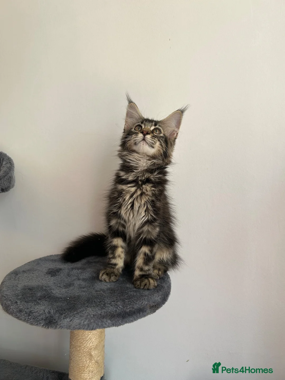 Maine Coon cats for sale: Female Maine coon in Bilston - Advert 6