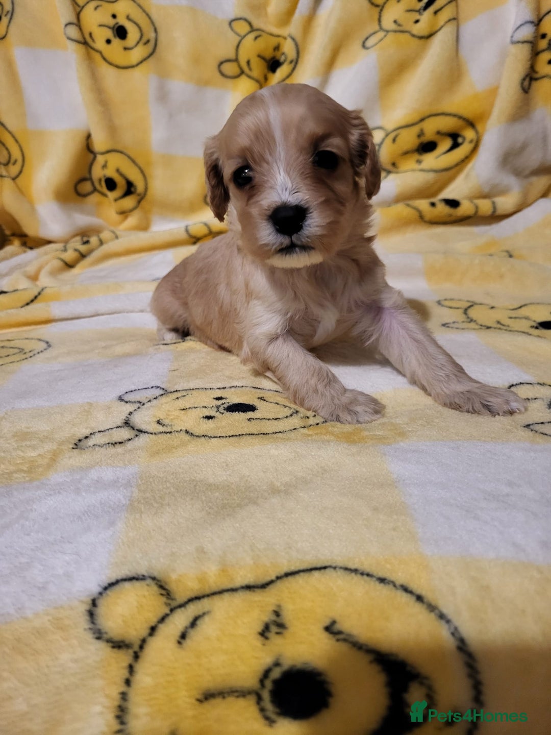 Cavapoo dogs for sale: Cavapoo - Advert 9