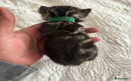 Maine Coon cats for sale: 🌟Adorable kittens now ready 4 forever home🌟 - Image 27