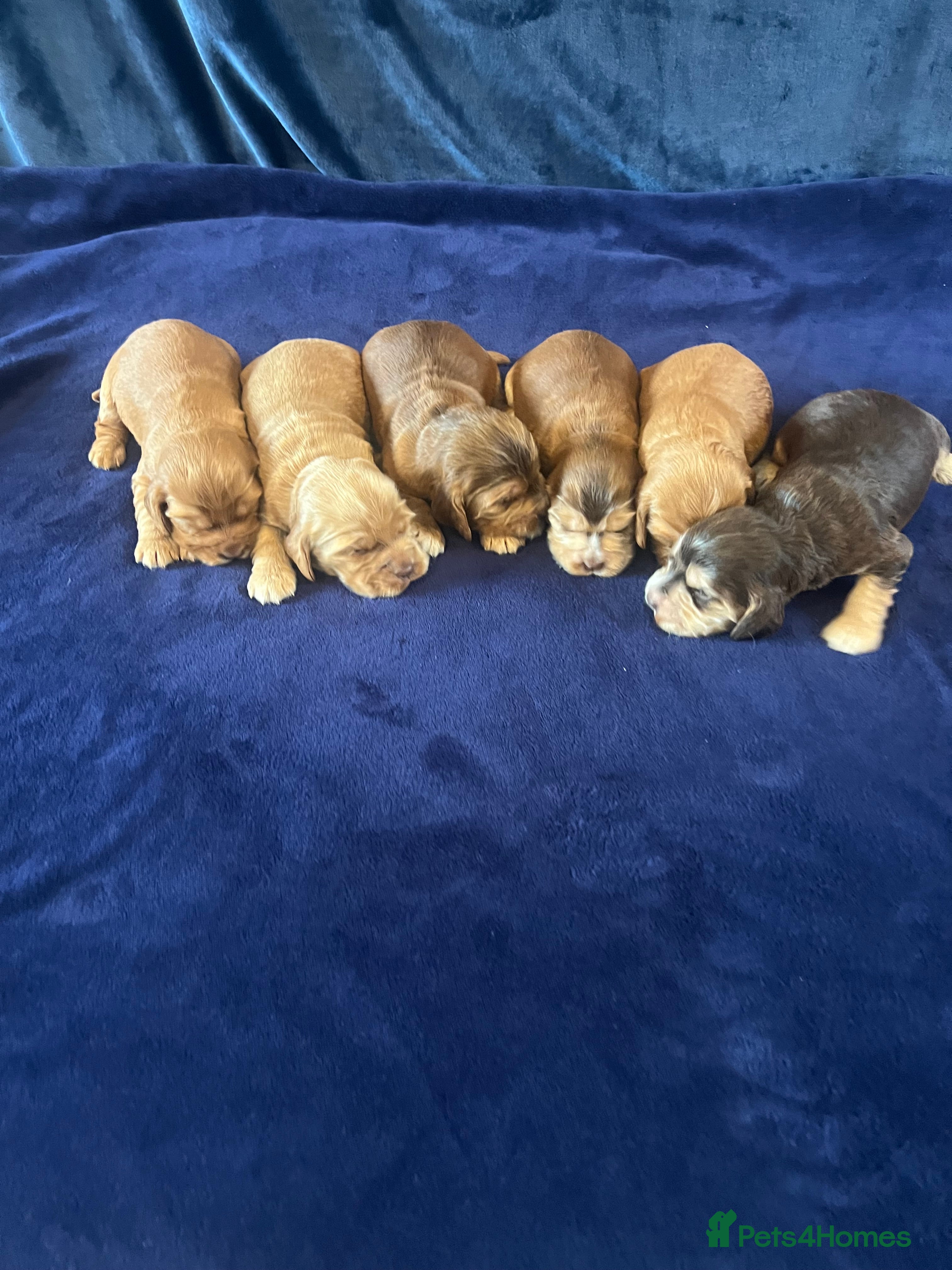 Cocker Spaniel dogs KC REG SHOW TYPE. HEALTH TESTED PARENTS  - Advert 9