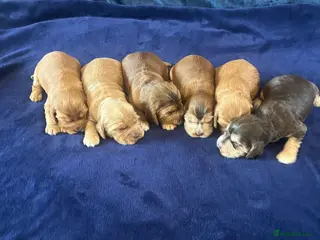 Cocker Spaniel dogs KC REG SHOW TYPE. HEALTH TESTED PARENTS - Advert 9