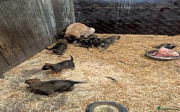 Belgian Shepherd Dog dogs for sale: Belgian shepherd puppies - Image 9