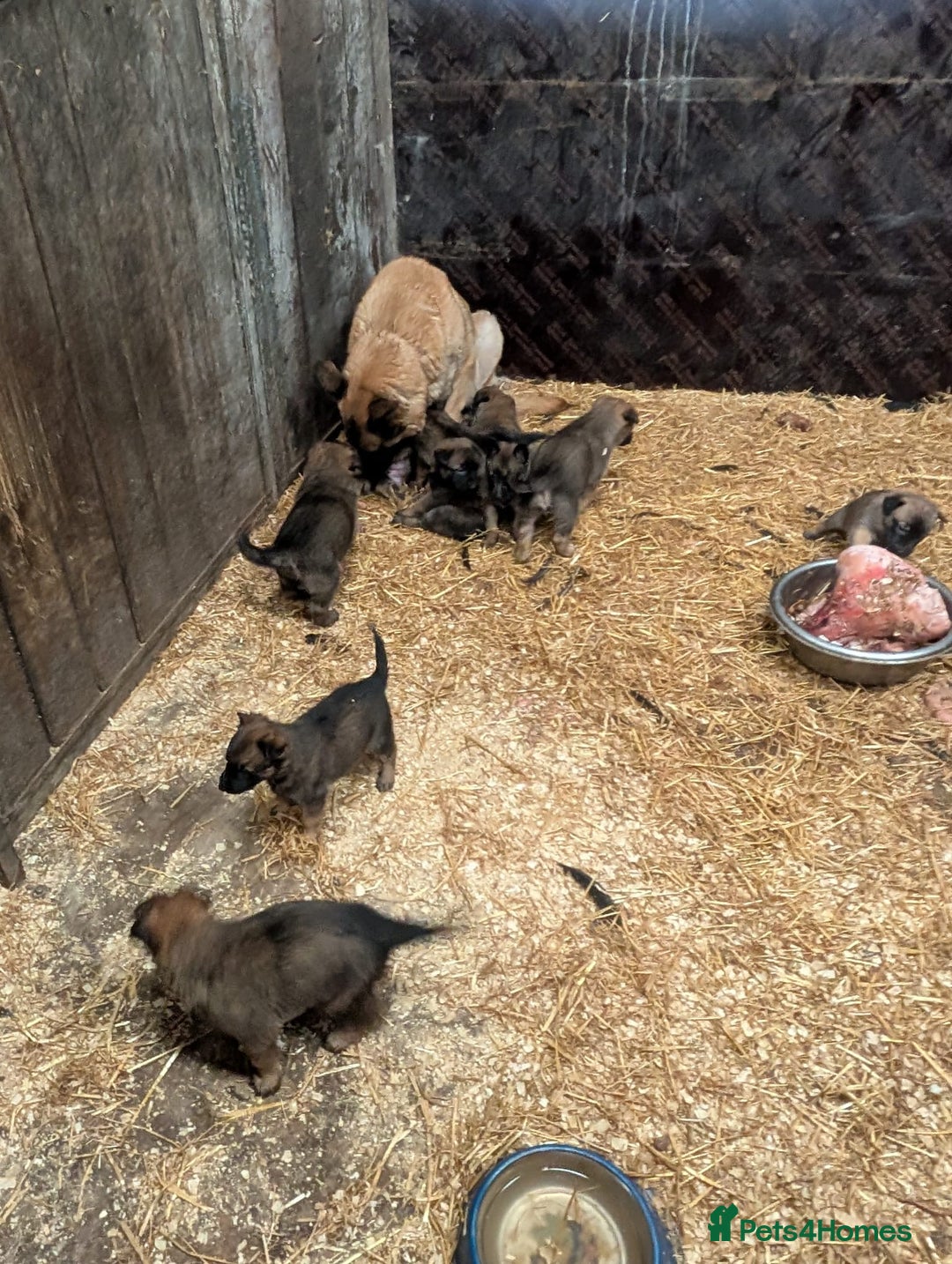 Belgian Shepherd Dog dogs for sale: Belgian shepherd puppies - Image 9