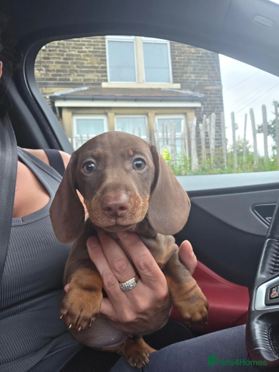 Miniature Dachshund dogs for sale: Beautiful choc & tan female - Advert 3