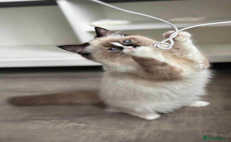 Ragdoll cats Stunning gccf seal mitted  girl really fluffy  - Advert 2