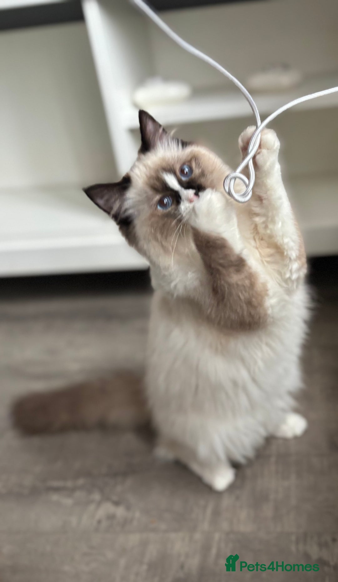 Ragdoll cats for sale: Stunning gccf seal mitted  girl really fluffy  - Image 9