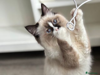 Ragdoll cats Stunning gccf seal mitted girl really fluffy - Advert 17