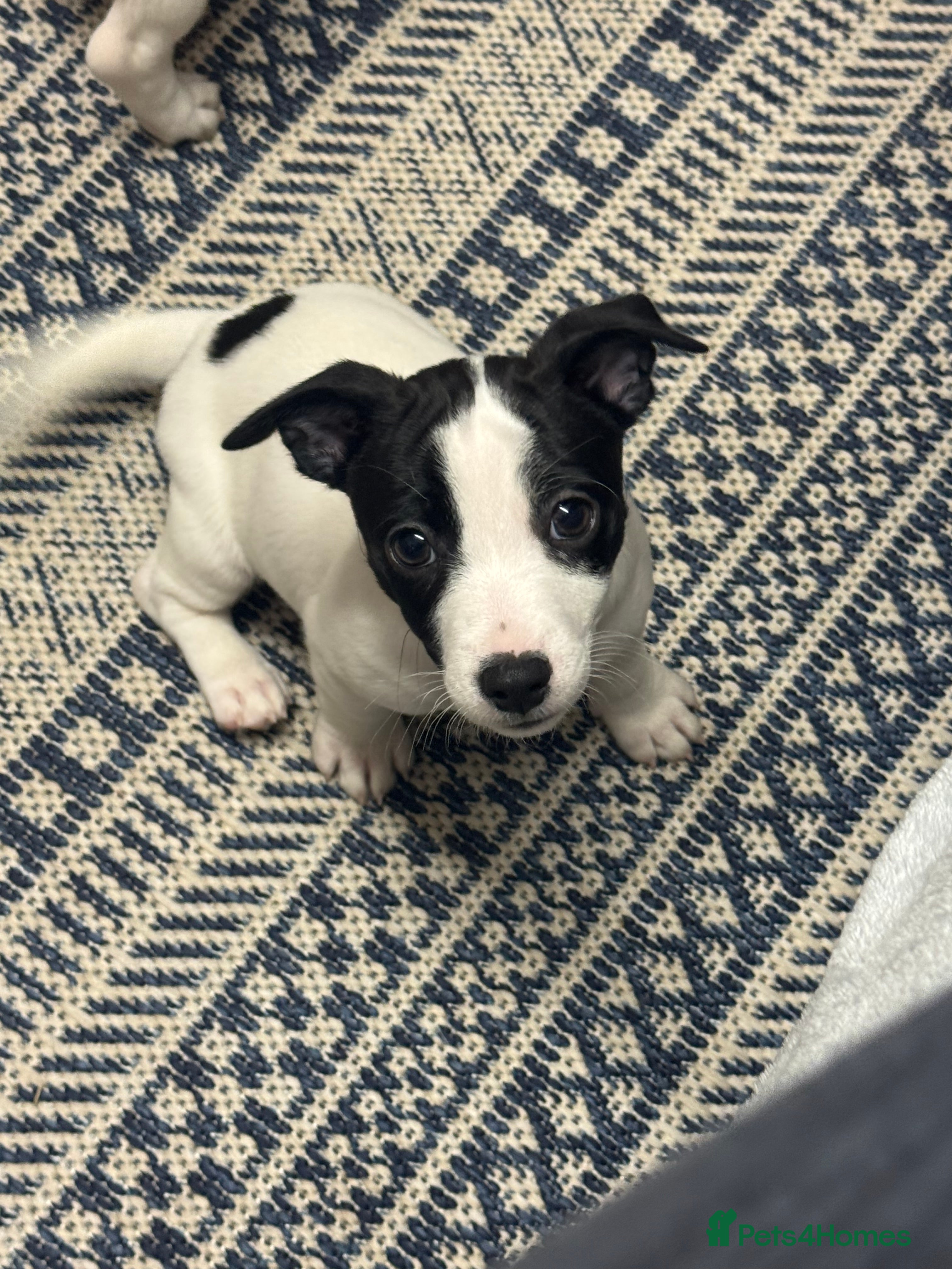 Jack Russell dogs Jack Russell Puppies - Advert 1