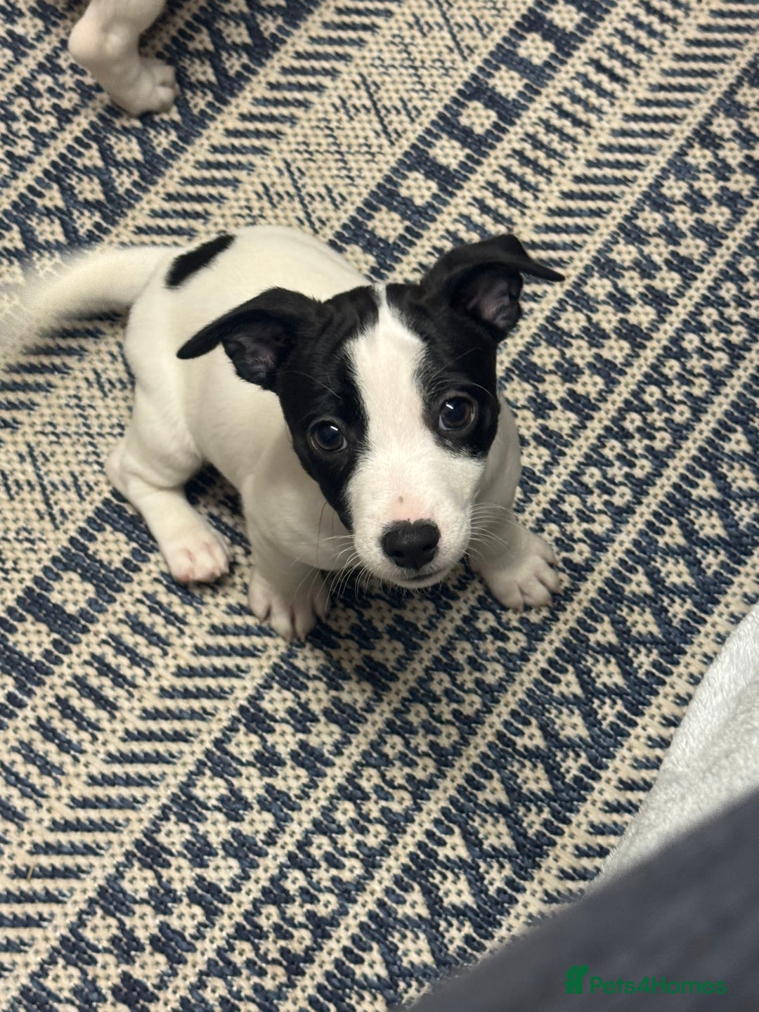 Jack Russell dogs for sale: Jack Russell Puppies - Advert 1