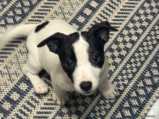 Jack Russell dogs Jack Russell Puppies - Advert 1