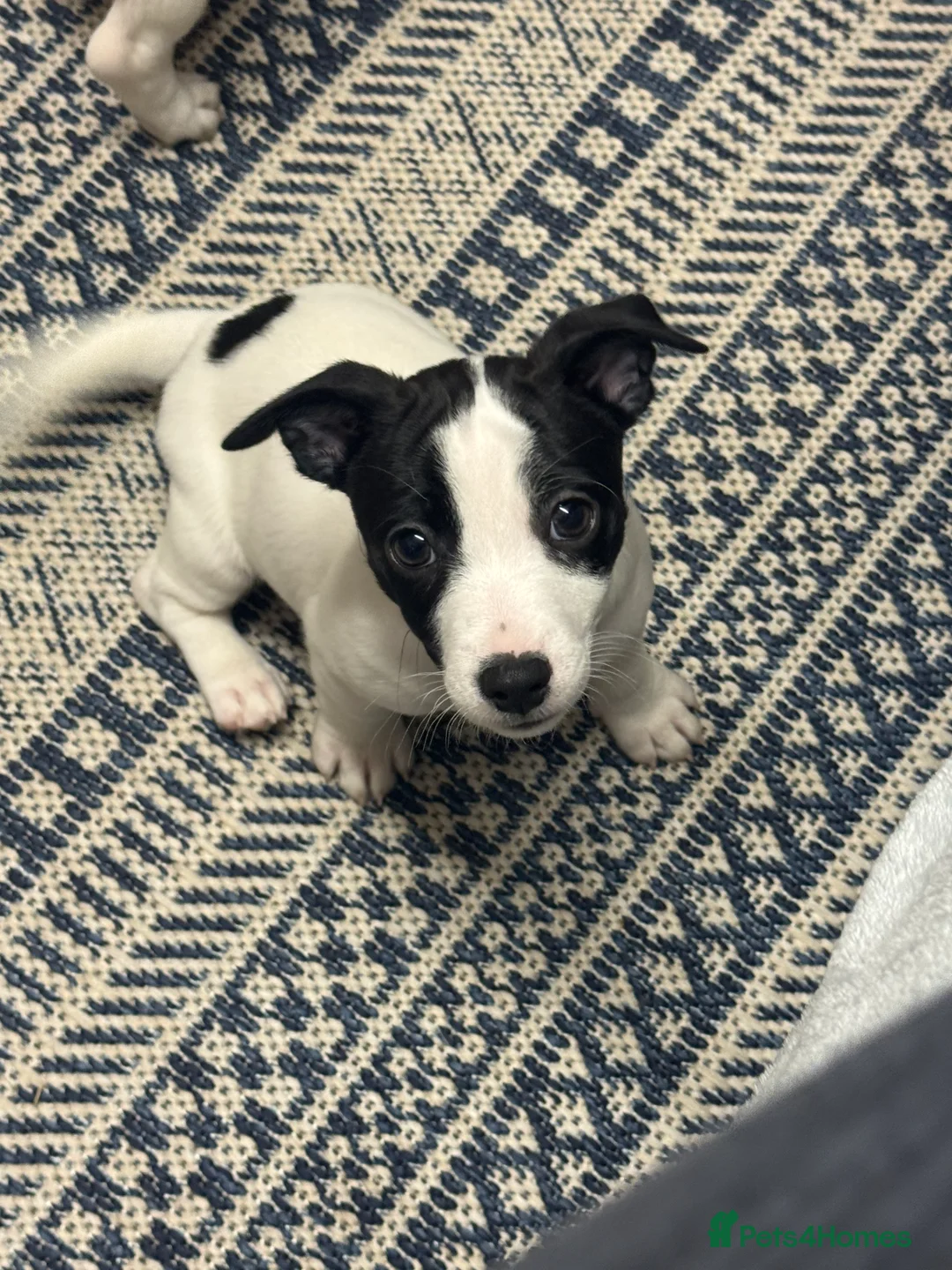 Jack Russell dogs for sale: Jack Russell Puppies - Advert 1