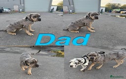 Cane Corso dogs for sale: Stunning Cane Corso Puppies for sale - Image 3
