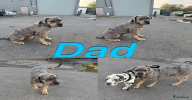 Cane Corso dogs - Advert 4