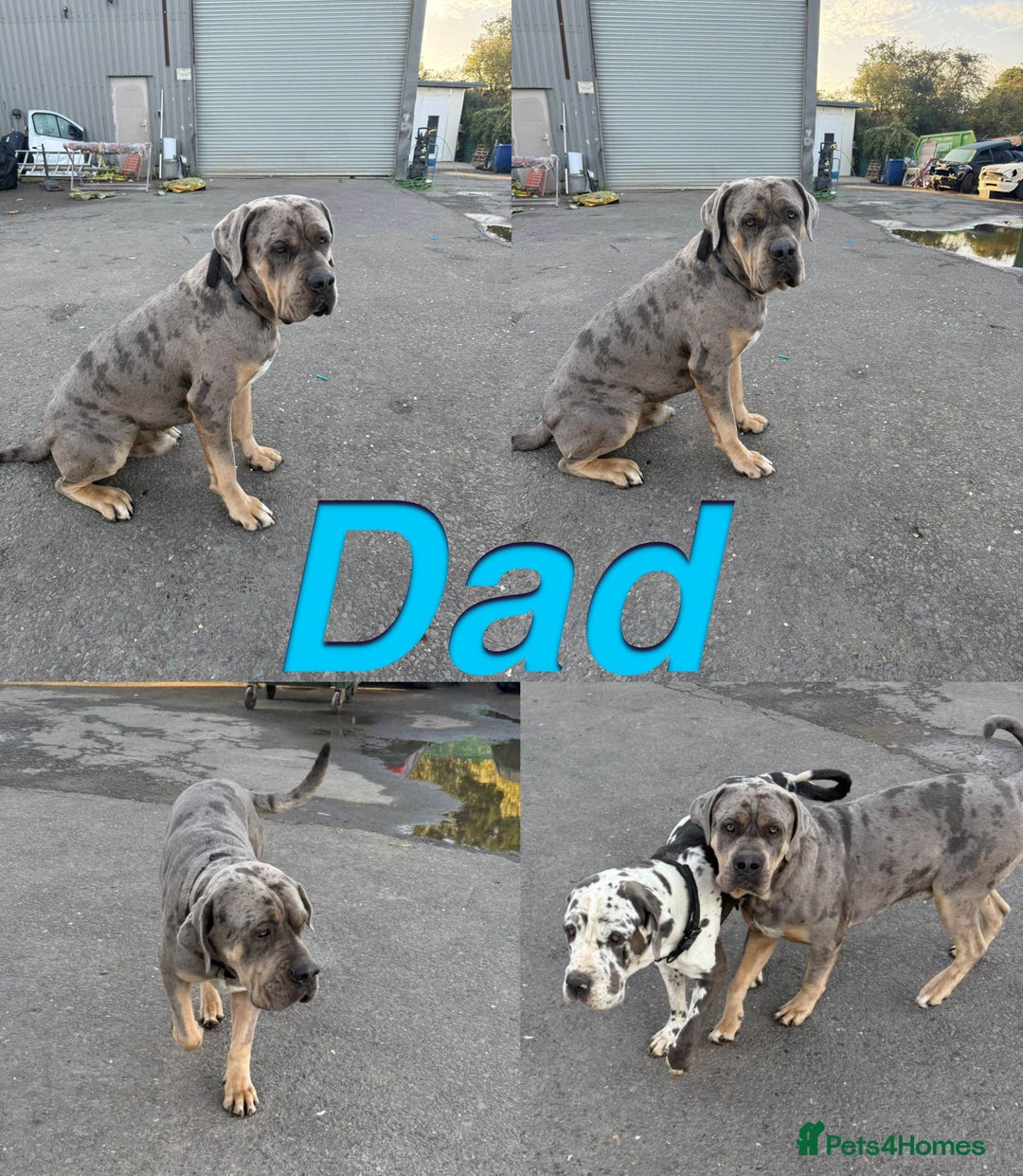 Cane Corso dogs for sale: Stunning Cane Corso Puppies for sale - Image 3